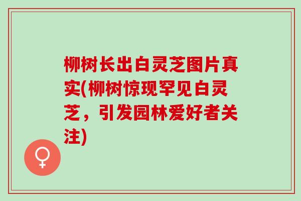 柳树长出白灵芝图片真实(柳树惊现罕见白灵芝，引发园林爱好者关注)