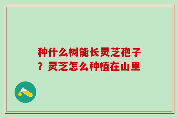 种什么树能长灵芝孢子？灵芝怎么种植在山里