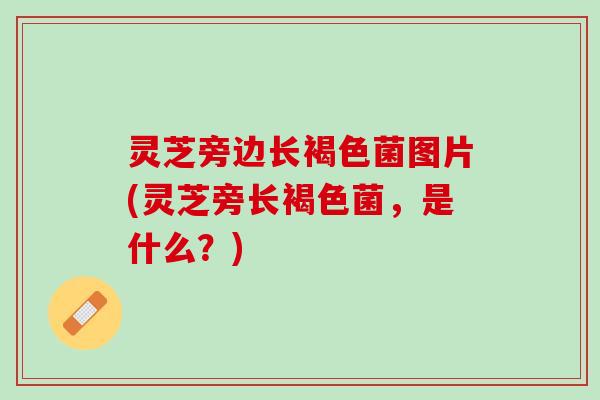 灵芝旁边长褐色菌图片(灵芝旁长褐色菌，是什么？)