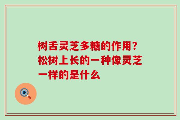 树舌灵芝多糖的作用？松树上长的一种像灵芝一样的是什么