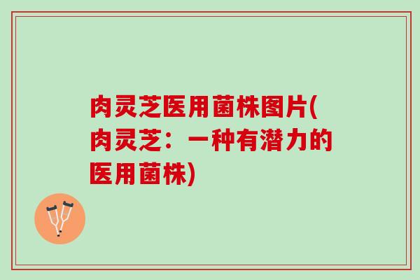肉灵芝医用菌株图片(肉灵芝：一种有潜力的医用菌株)