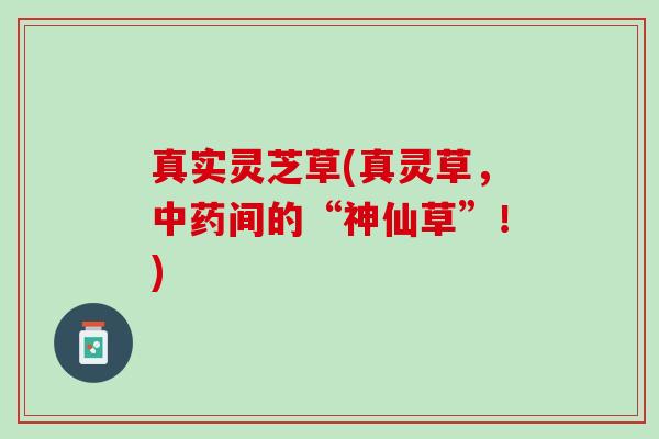 真实灵芝草(真灵草，中药间的“神仙草”！)