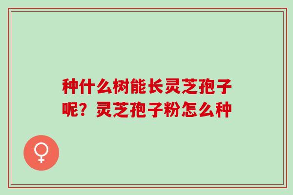 种什么树能长灵芝孢子呢？灵芝孢子粉怎么种