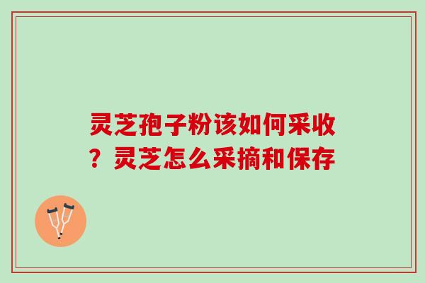 灵芝孢子粉该如何采收？灵芝怎么采摘和保存