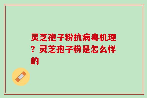 灵芝孢子粉抗病毒机理？灵芝孢子粉是怎么样的
