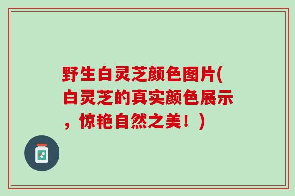 野生白灵芝颜色图片(白灵芝的真实颜色展示，惊艳自然之美！)
