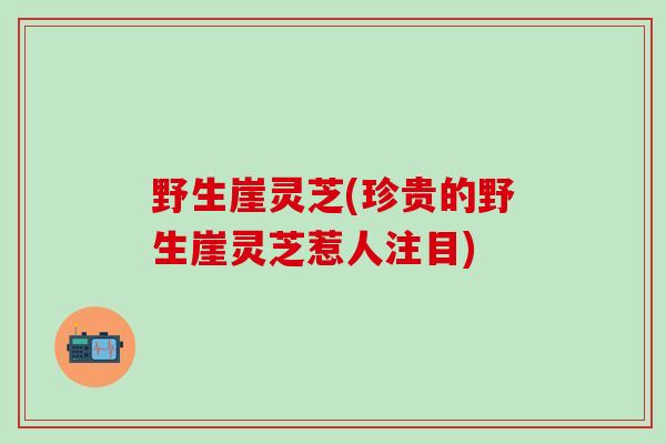 野生崖灵芝(珍贵的野生崖灵芝惹人注目)