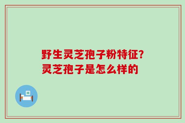 野生灵芝孢子粉特征？灵芝孢子是怎么样的