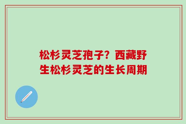 松杉灵芝孢子？西藏野生松杉灵芝的生长周期