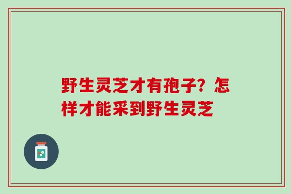 野生灵芝才有孢子？怎样才能采到野生灵芝