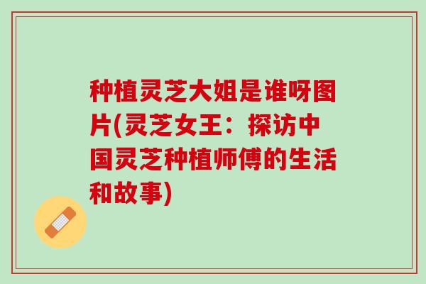 种植灵芝大姐是谁呀图片(灵芝女王：探访中国灵芝种植师傅的生活和故事)
