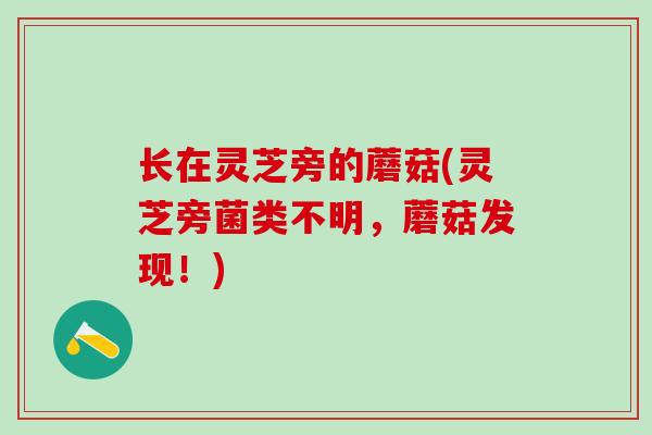 长在灵芝旁的蘑菇(灵芝旁菌类不明，蘑菇发现！)