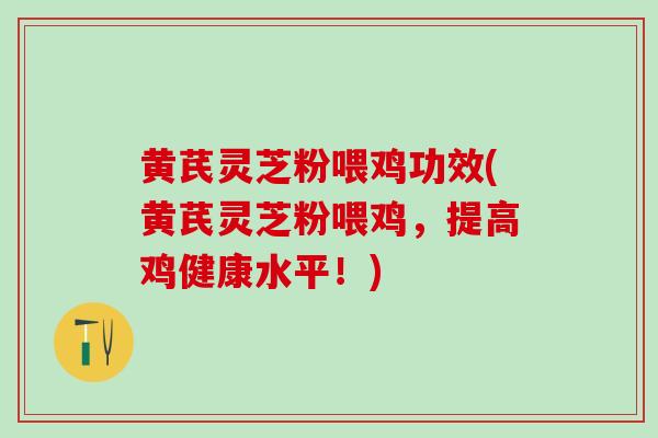 黄芪灵芝粉喂鸡功效(黄芪灵芝粉喂鸡，提高鸡健康水平！)