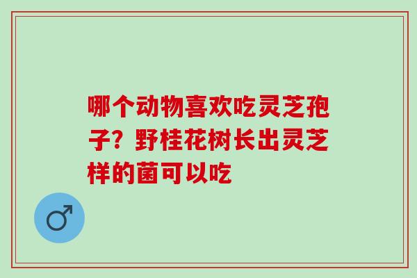 哪个动物喜欢吃灵芝孢子？野桂花树长出灵芝样的菌可以吃