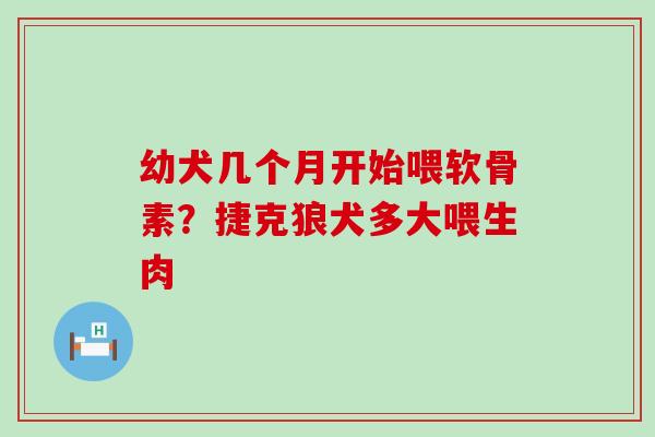 幼犬几个月开始喂软骨素？捷克狼犬多大喂生肉