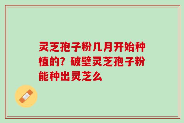 灵芝孢子粉几月开始种植的？破壁灵芝孢子粉能种出灵芝么