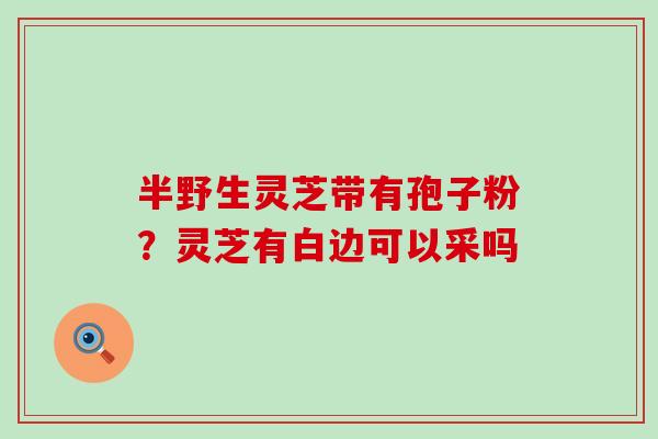 半野生灵芝带有孢子粉？灵芝有白边可以采吗