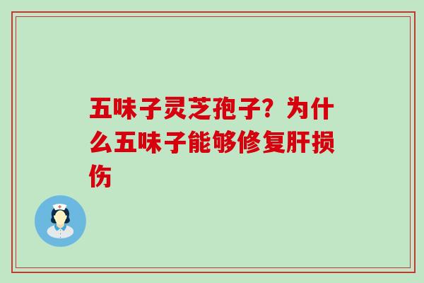五味子灵芝孢子？为什么五味子能够修复肝损伤