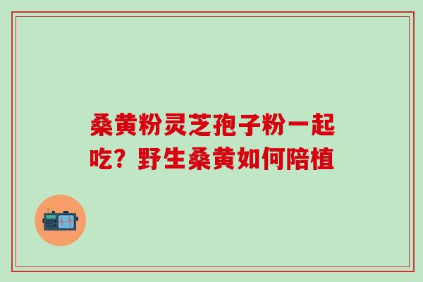 桑黄粉灵芝孢子粉一起吃?野生桑黄如何陪植 桑黄粉灵芝孢子粉一起吃?野生桑黄如何陪植