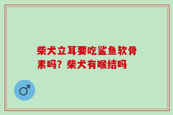 柴犬立耳要吃鲨鱼软骨素吗？柴犬有喉结吗