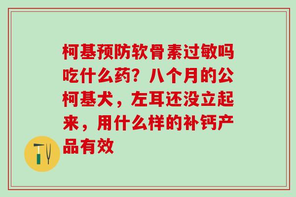 柯基预防软骨素过敏吗吃什么药？八个月的公柯基犬，左耳还没立起来，用什么样的补钙产品有效