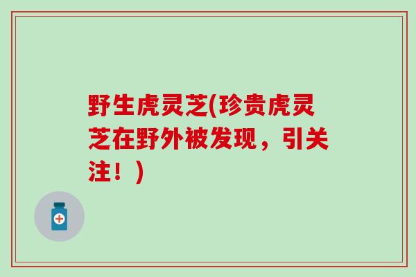 野生虎灵芝(珍贵虎灵芝在野外被发现，引关注！)