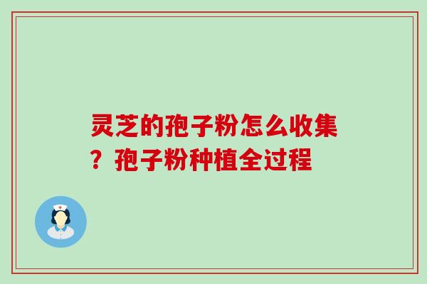 灵芝的孢子粉怎么收集？孢子粉种植全过程