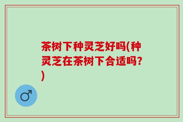 茶树下种灵芝好吗(种灵芝在茶树下合适吗？)