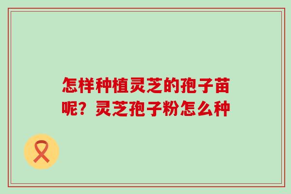 怎样种植灵芝的孢子苗呢？灵芝孢子粉怎么种
