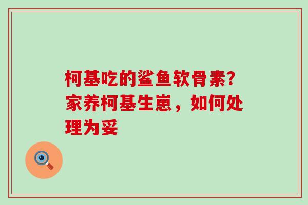 柯基吃的鲨鱼软骨素？家养柯基生崽，如何处理为妥