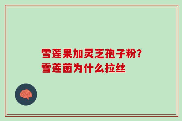 雪莲果加灵芝孢子粉？雪莲菌为什么拉丝