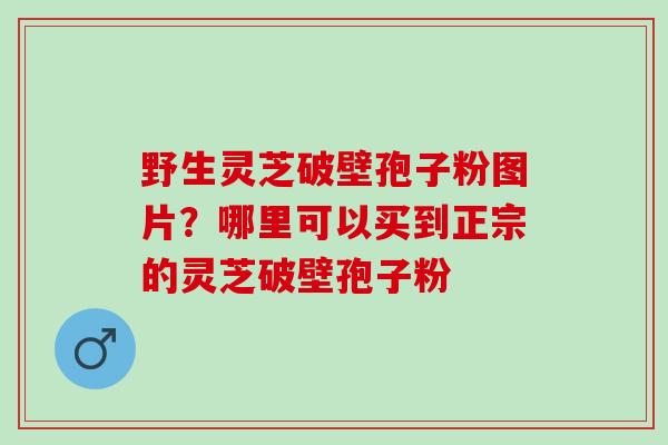 野生灵芝破壁孢子粉图片？哪里可以买到正宗的灵芝破壁孢子粉