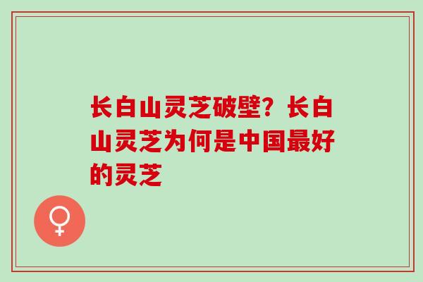 长白山灵芝破壁？长白山灵芝为何是中国最好的灵芝