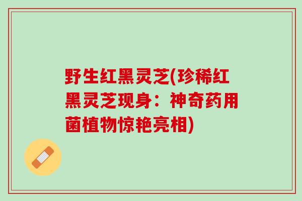 野生红黑灵芝(珍稀红黑灵芝现身:神奇药用菌植物惊艳亮相) 野生红黑灵芝(珍稀红黑灵芝现身:神奇药用菌植物惊艳亮相)