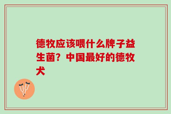 德牧应该喂什么牌子益生菌？中国最好的德牧犬