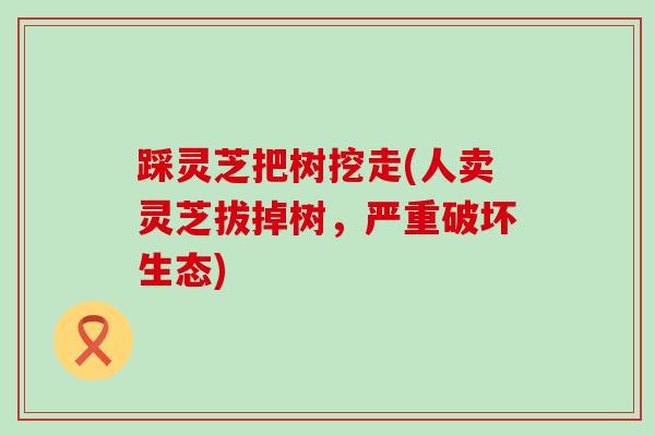 踩灵芝把树挖走(人卖灵芝拔掉树，严重破坏生态)