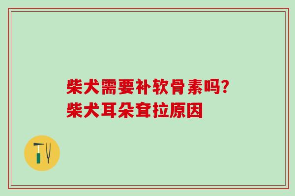 柴犬需要补软骨素吗？柴犬耳朵耷拉原因