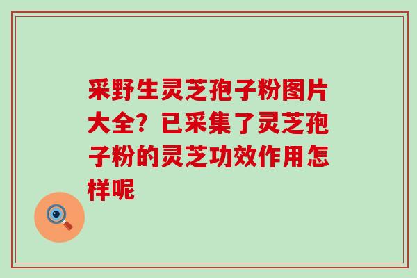 采野生灵芝孢子粉图片大全？已采集了灵芝孢子粉的灵芝功效作用怎样呢