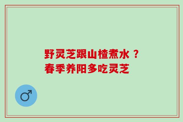 野灵芝跟山楂煮水 ?春季养阳多吃灵芝 野灵芝跟山楂煮水 ?春季养阳多吃灵芝