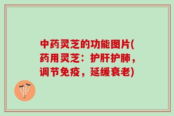 中药灵芝的功能图片(药用灵芝：护肝护肺，调节免疫，延缓衰老)