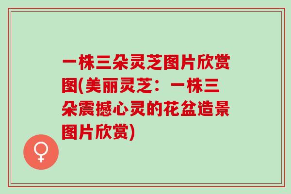 一株三朵灵芝图片欣赏图(美丽灵芝：一株三朵震撼心灵的花盆造景图片欣赏)