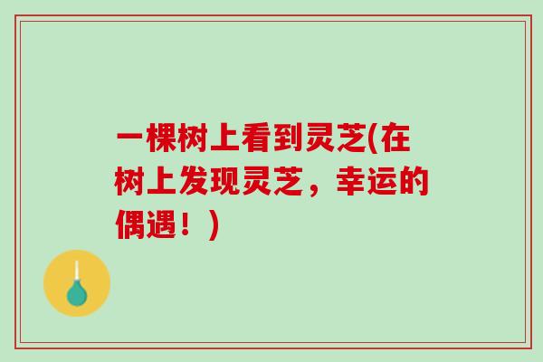 一棵树上看到灵芝(在树上发现灵芝，幸运的偶遇！)