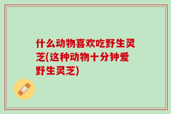 什么动物喜欢吃野生灵芝(这种动物十分钟爱野生灵芝)