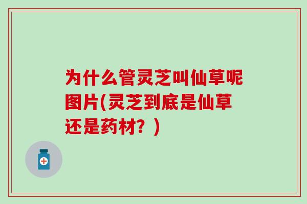 为什么管灵芝叫仙草呢图片(灵芝到底是仙草还是药材？)