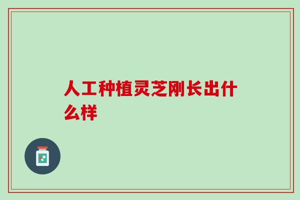 人工种植灵芝刚长出什么样