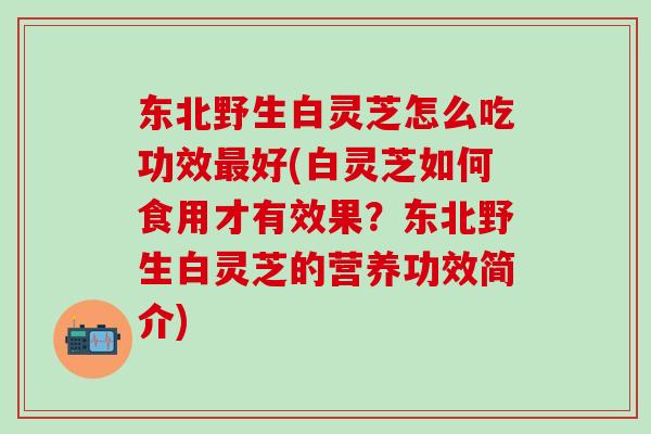 东北野生白灵芝怎么吃功效最好(白灵芝如何食用才有效果？东北野生白灵芝的营养功效简介)