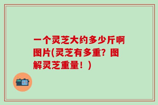 一个灵芝大约多少斤啊图片(灵芝有多重？图解灵芝重量！)