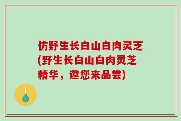 仿野生长白山白肉灵芝(野生长白山白肉灵芝精华，邀您来品尝)