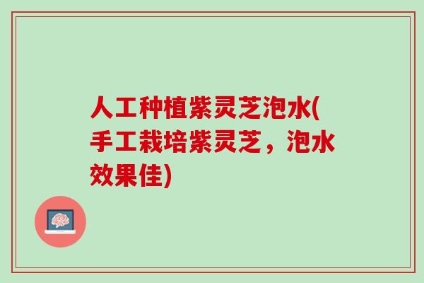 人工种植紫灵芝泡水(手工栽培紫灵芝，泡水效果佳)