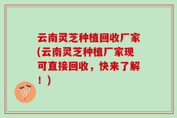 云南灵芝种植回收厂家(云南灵芝种植厂家现可直接回收，快来了解！)